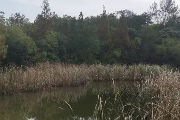 上海哪里有蘆葦蕩 上海蘆葦觀(guān)賞地推薦