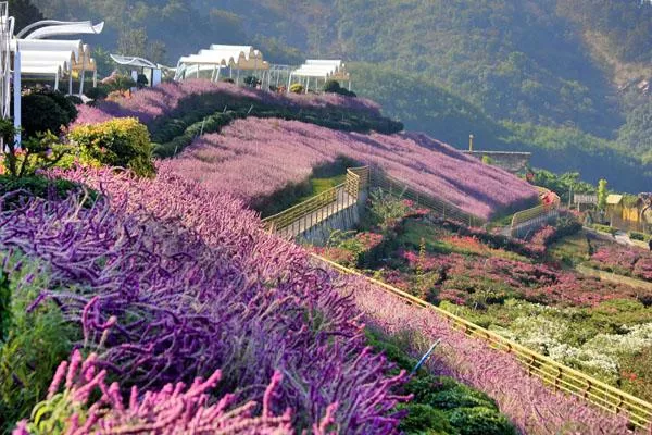 新津花舞人間<a href='http://www.alicanting.com/' target=_blank>旅游攻略</a> 附門(mén)票價(jià)格及交通指南
